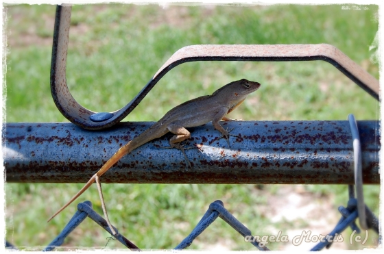 Two Tailed Lizard